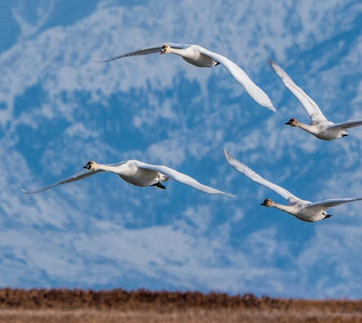 Wild Goose Formation Plan